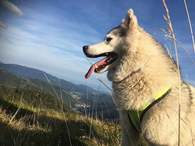 Zughundespaziergang - Energie Canine