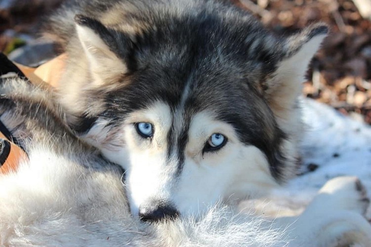 Cani-rando - Énergie Canine