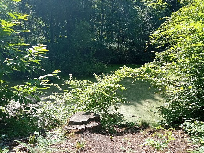 Étang caché Aiseau