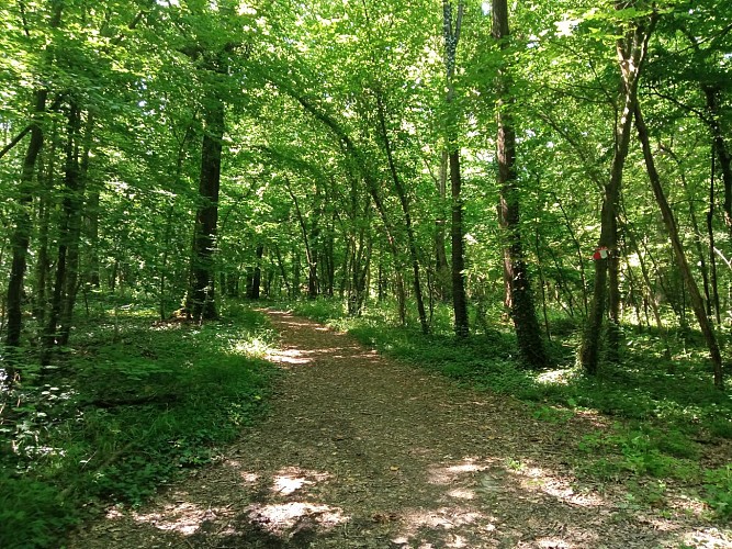 SBV Bois de Coumagne