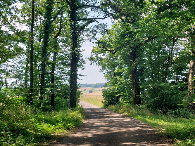 Bois des Huttois 26.06.24. (6)
