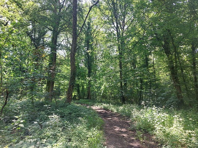 Bois des Huttois 26.06.24. (28)