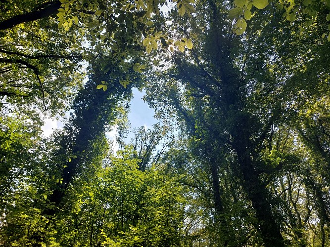 Bois des Huttois 26.06.24. (31)