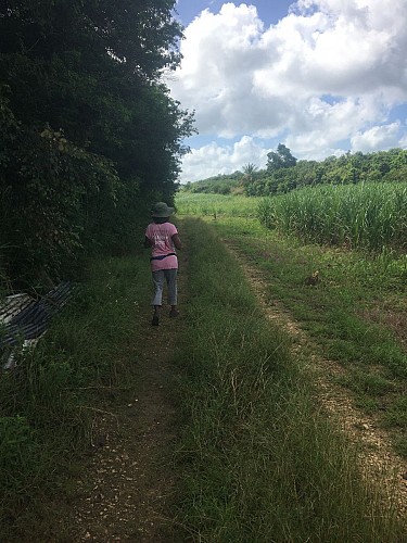 Forêt de POUZZOLE
