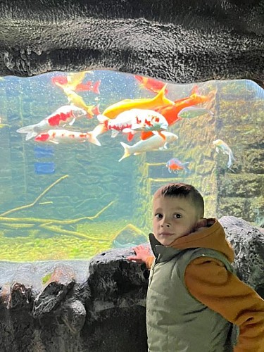 8. Bassin carpes Koi