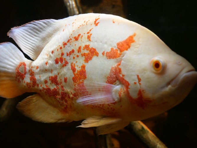 10. POISSON OSCAR