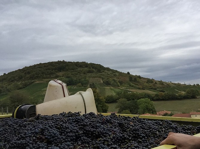 Domaine de la Dentelle