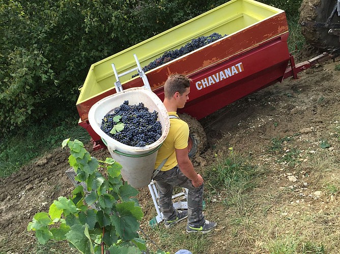 Domaine de la Dentelle