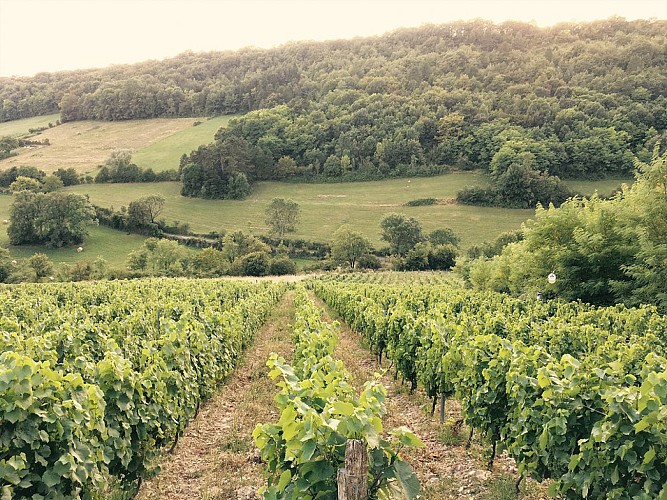 Domaine de la Dentelle