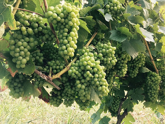 Domaine de la Dentelle