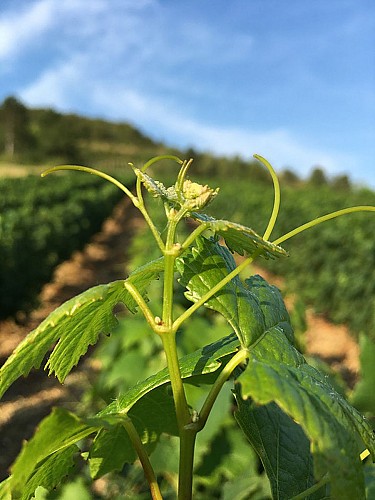 Domaine de la Dentelle