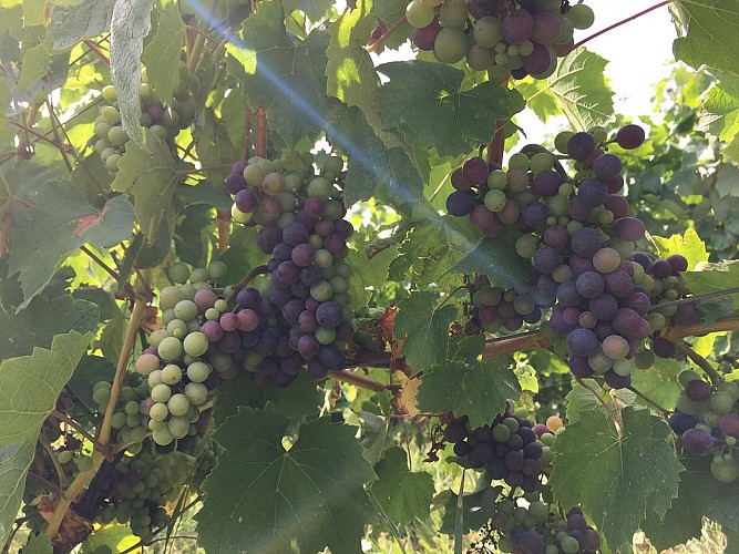 Domaine de la Dentelle