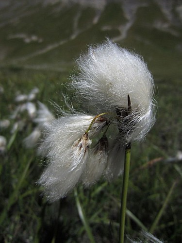 Natura 2000 - Haute Romanche