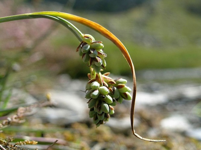 Natura 2000 - Haute Romanche