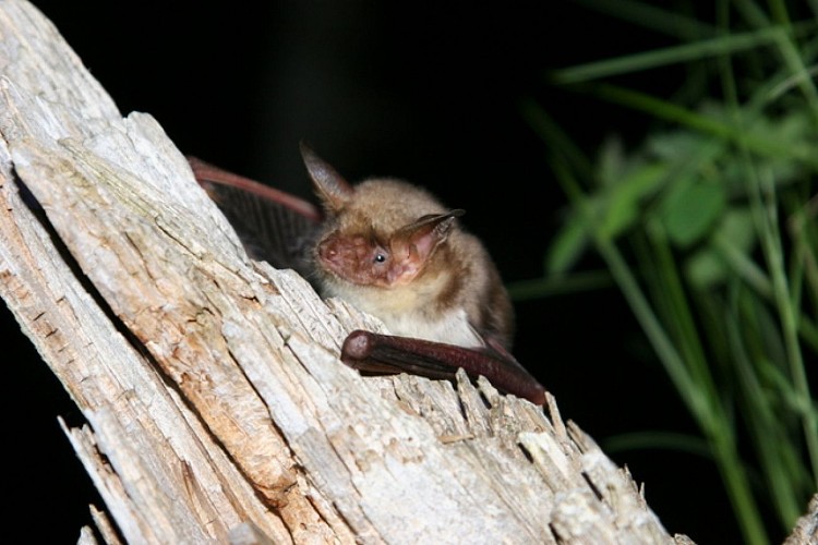 Natura 2000 - Haute Romanche