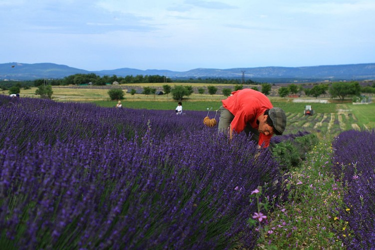 Ho ! Bouquet de Lavande