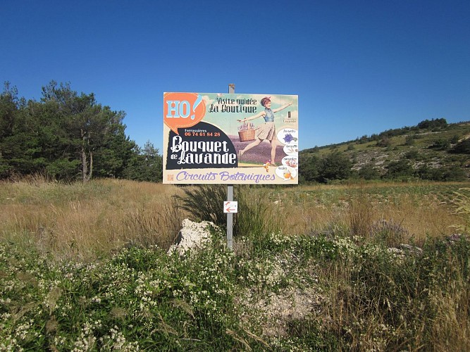 Ho ! Bouquet de Lavande