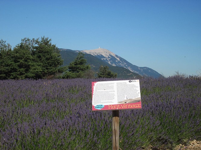 Ho ! Bouquet de Lavande