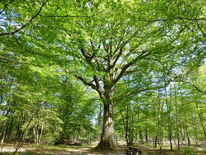 Forêt régionale de Ferrières