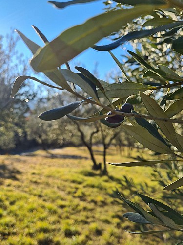 Au Jardin d'Huile