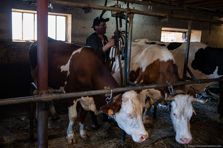 La Ferme Plagne - Fromagerie Fermière