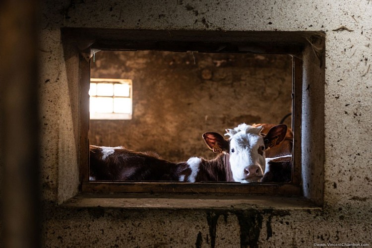 La Ferme Plagne - Fromagerie Fermière