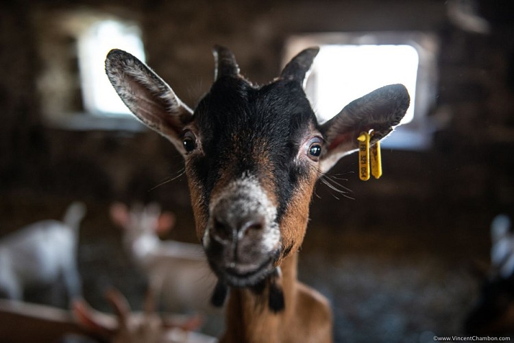 La Ferme Plagne - Fromagerie Fermière