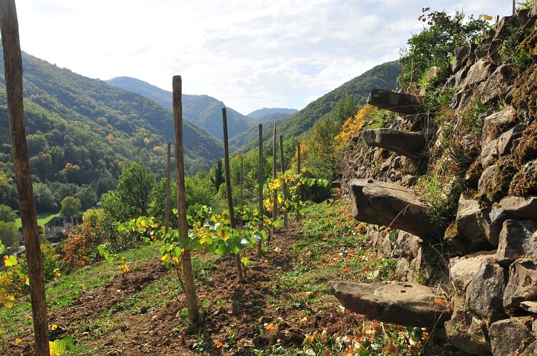 Pailhats de Courgoul : terrasses cultivées