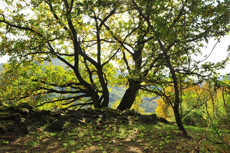 Pailhats de Courgoul : terrasses cultivées