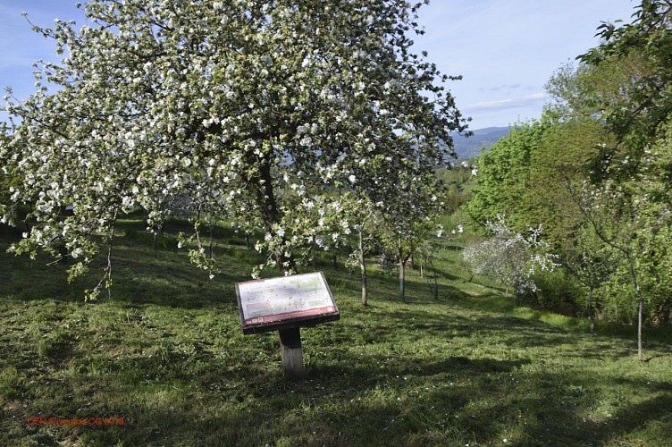 Verger conservatoire de Tours-sur-Meymont