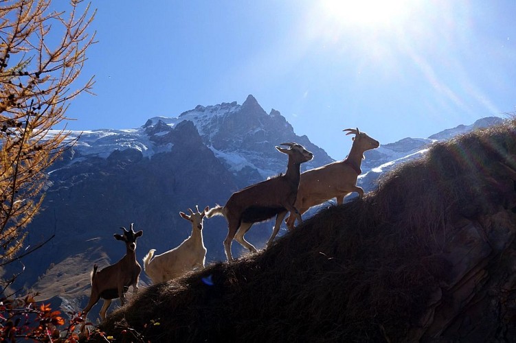La fattoria di Molières