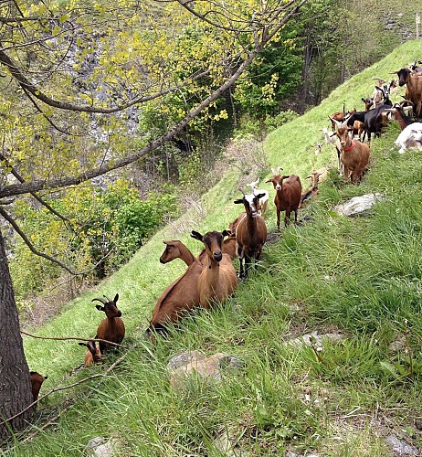 La fattoria di Molières