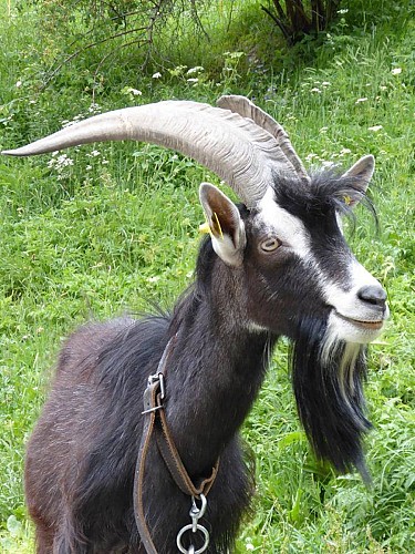 La fattoria di Molières