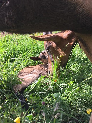 La fattoria di Molières