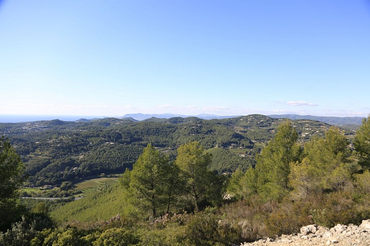 Das Waldmassiv des "Gros Cerveau"