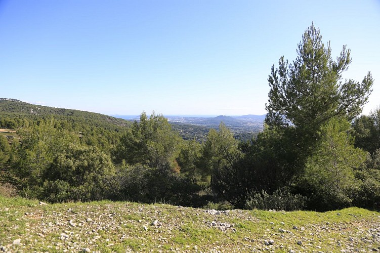 Das Waldmassiv des "Gros Cerveau"