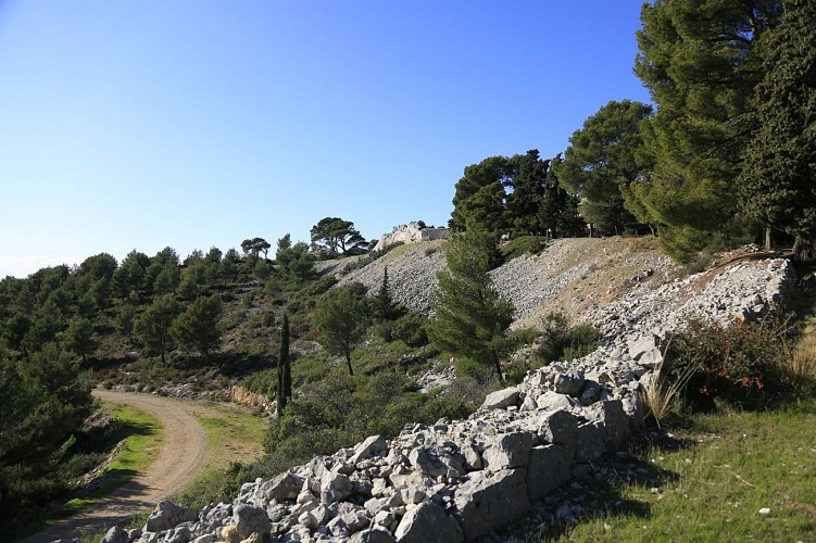 Das Waldmassiv des "Gros Cerveau"