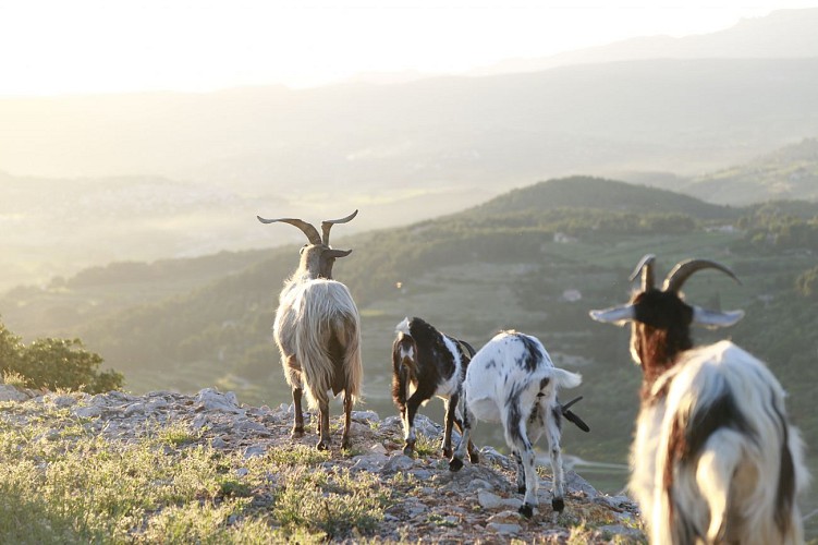 Das Waldmassiv des "Gros Cerveau"