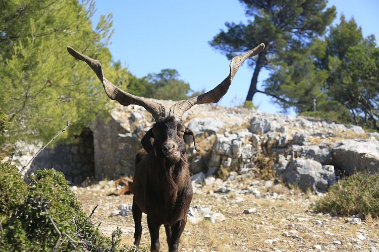 Das Waldmassiv des "Gros Cerveau"