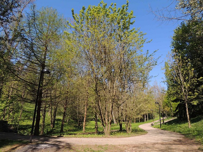 Boulard park, century-old trees