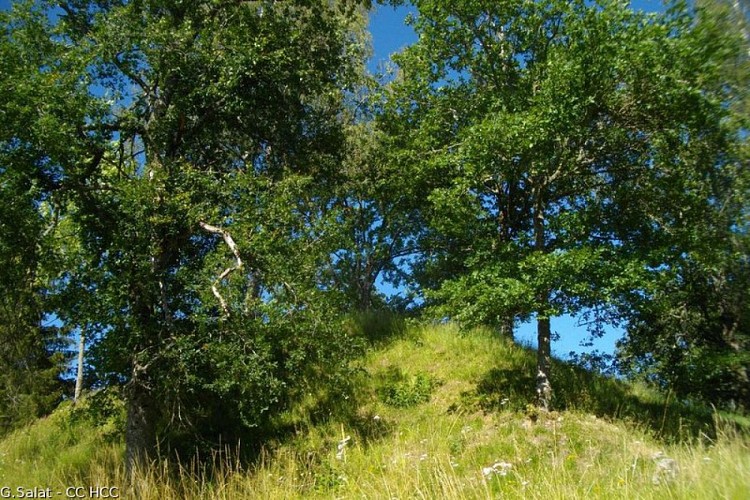 Tumulus de Manoux