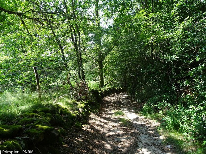 Forêt de la Cubesse