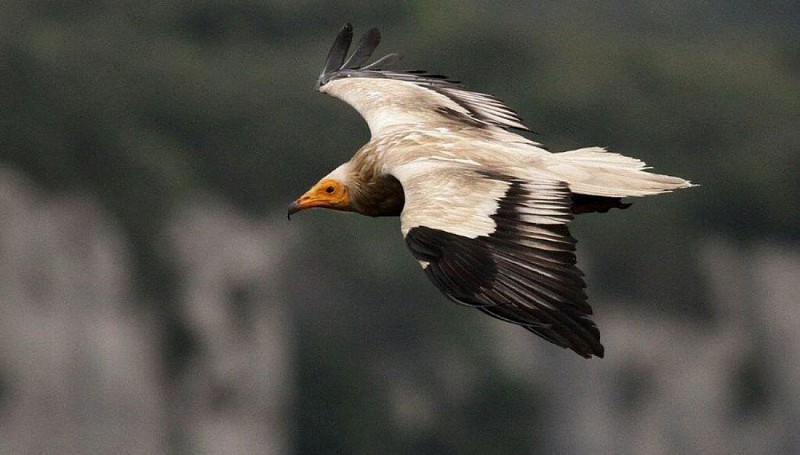 Le Vautour percnoptère