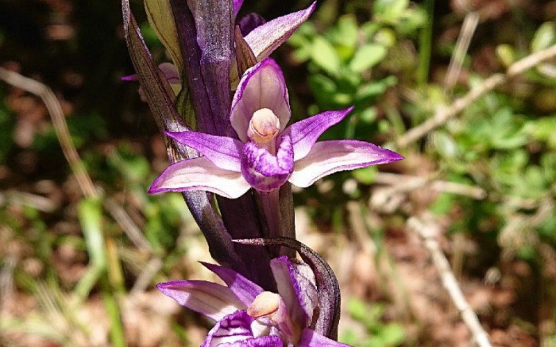 Limodore à feuilles avortées (orchidée)
