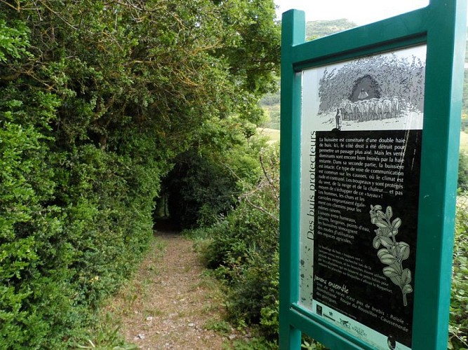 Buissière du sentier du menhir