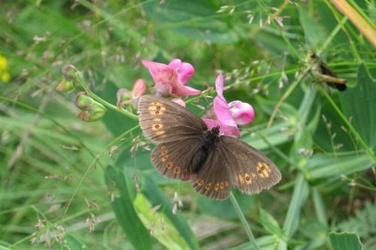 Erebia alberganus