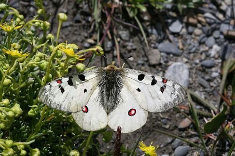 Petit apollon sur sa plante hôte (saxifrage faux aizoon)