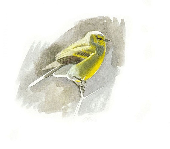 Le venturon montagnard