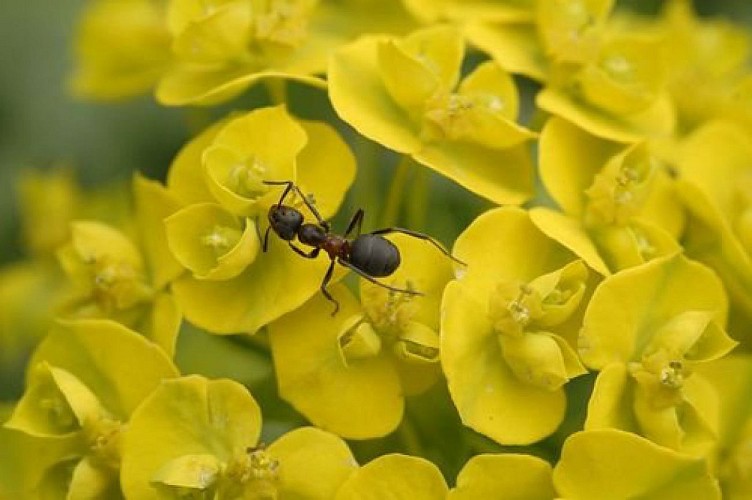 Fourmi rousse sur une euphorbe