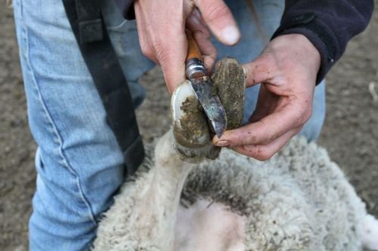 Prévenir le piétin...